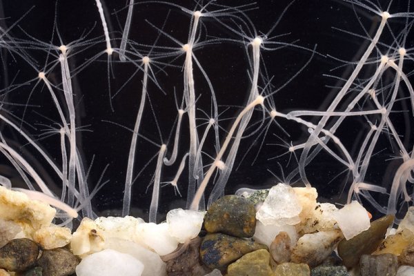 Ссылка на кракен в браузере